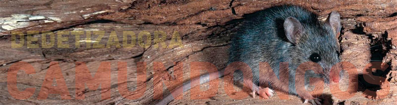camundongos ratomax desratizadora em são paulo