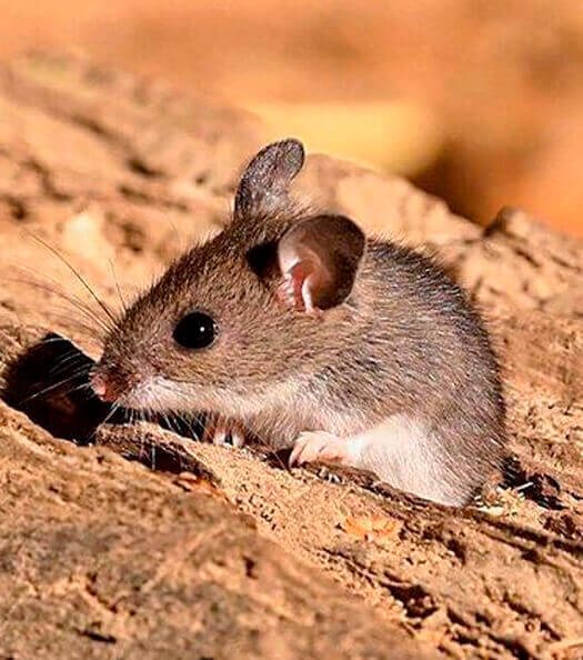 desratizadora camundongos