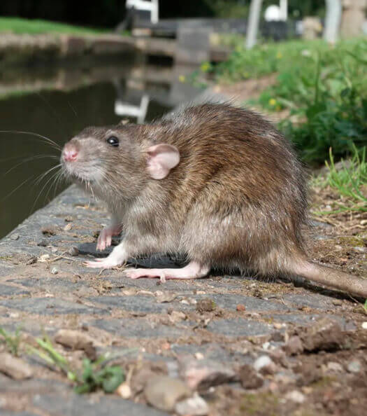 desratizadora ratazanas