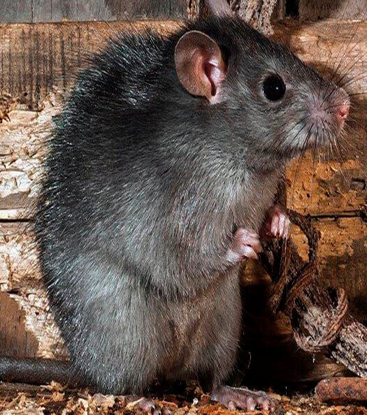 desratizadora Ratomax