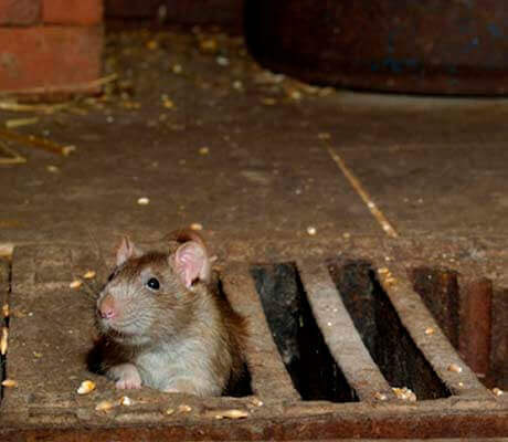dedetizadora de ratazana
