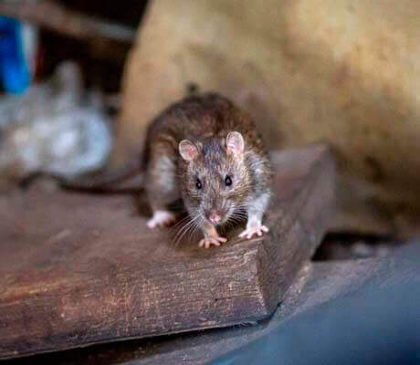 dedetizadora de rato de esgoto