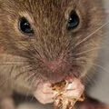 ratinho-2
