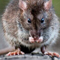 ratinho-3