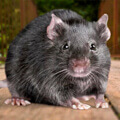 ratinho