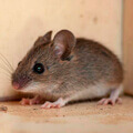 ratinho