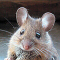 ratinho