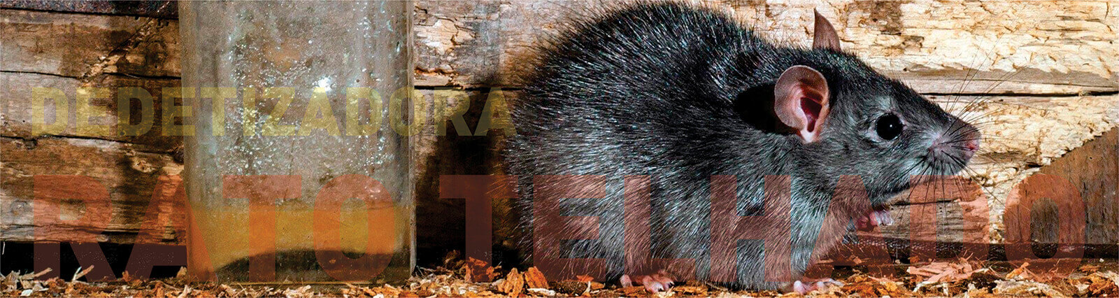 rato telhado ratomax desratizadora em são paulo