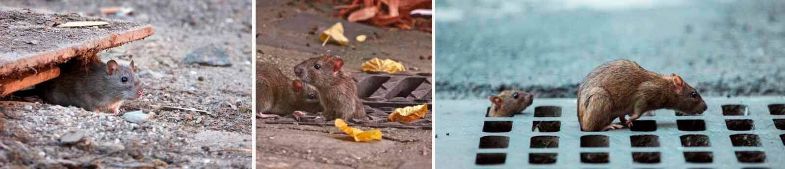 ratomax dedetizadora de ratos em são paulo
