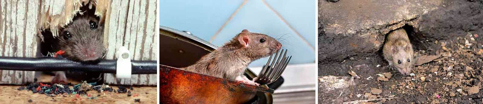 ratomax desratizadora em são paulo