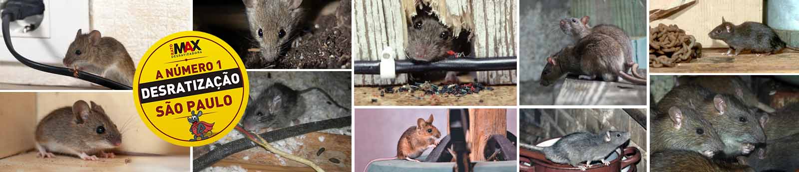 ratomax desratizadora em são paulo