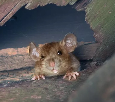 rato camundongo