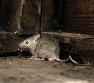 rato