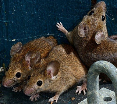 ratos ratazanas