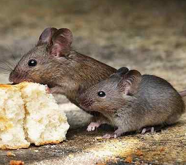 ratos